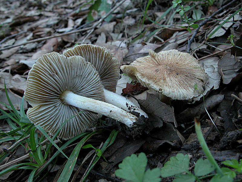 Inocybe rimosa (Bull.:Fr.) Kummer